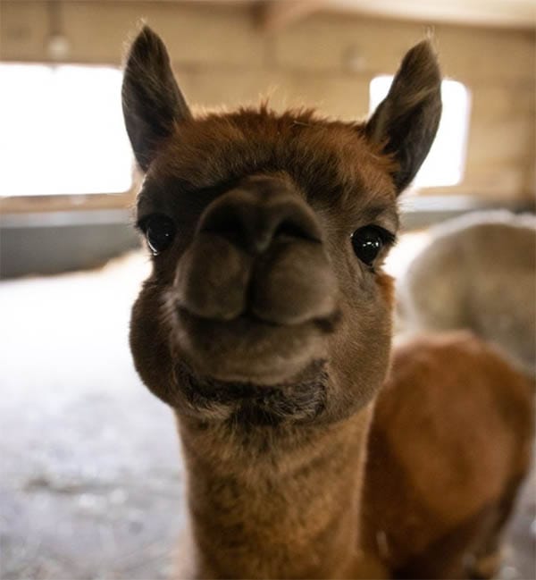 Alpaca